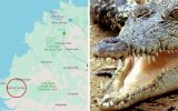 crocodile