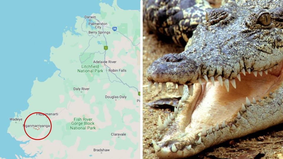 crocodile
