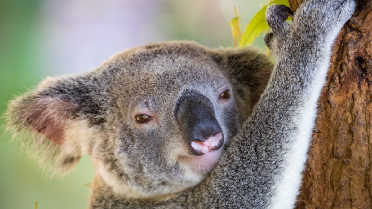 nsw koala legislation defeat