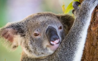 koalas australia