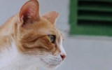woman stabs cat