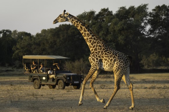 african safari tips