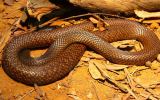 boy snake manslaughter