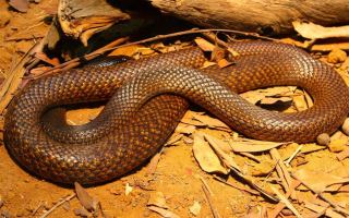 boy snake manslaughter