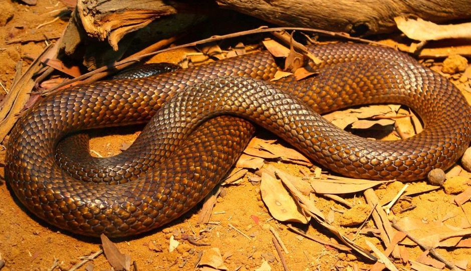 boy snake manslaughter