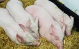 swine flu vaccine