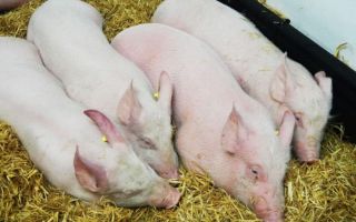 swine flu vaccine