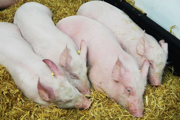 swine flu vaccine