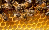 honey price