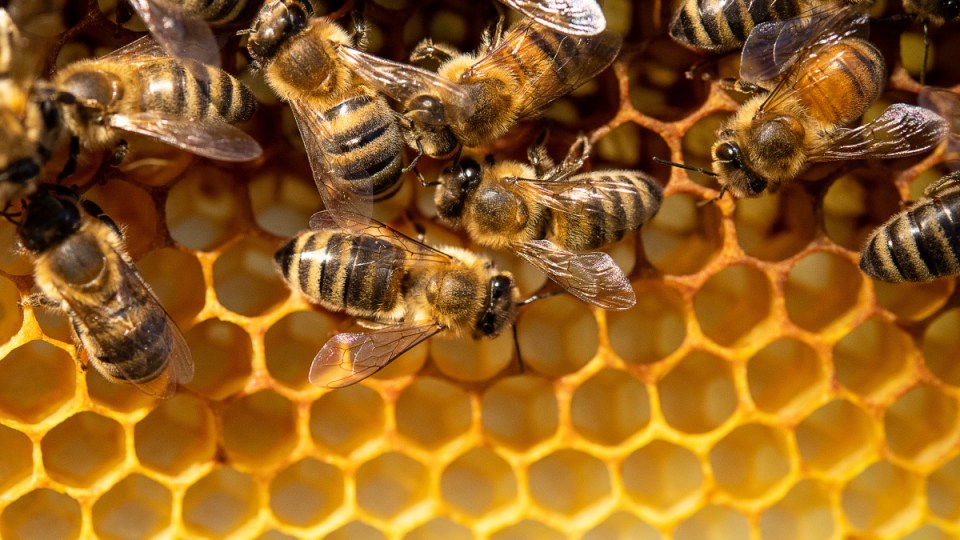 honey price