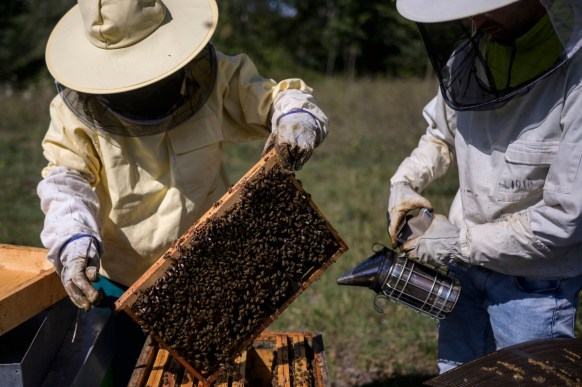 honey price
