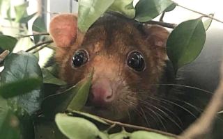 possum