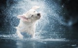 Heatwave