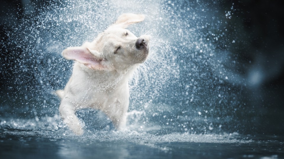 Heatwave