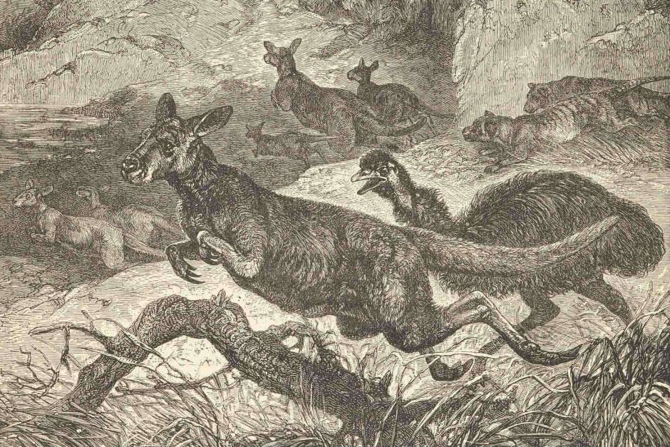 Tasmania Emus
