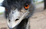 Tasmania emu