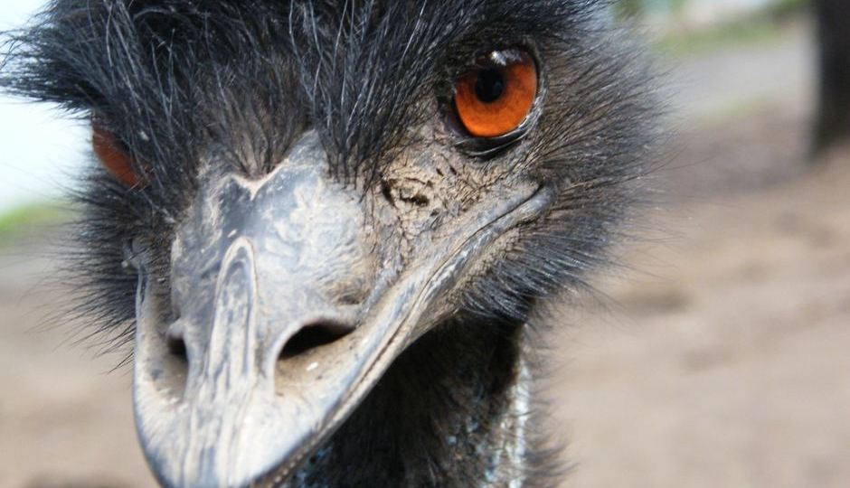 Tasmania emu