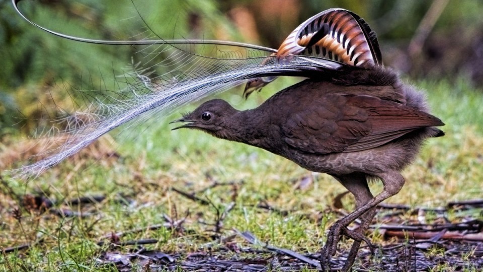 lyrebird