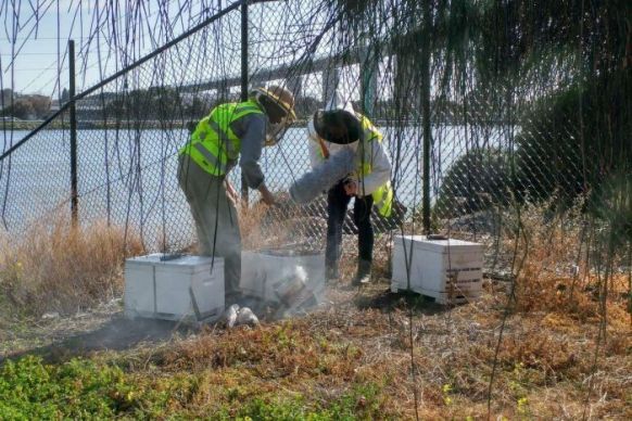 canberra airport beekeepers fire
