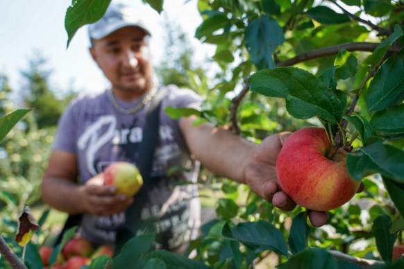 fruit picking 