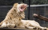 zookeeper lion attack