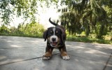 puppy scam victoria