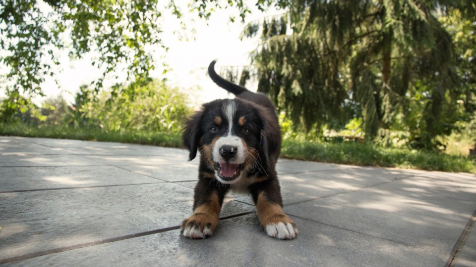 puppy scam victoria