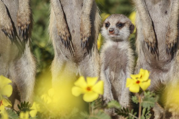 big five updated animals