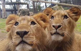 lions attack shoalhaven zoo
