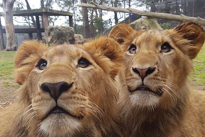 lions attack shoalhaven zoo