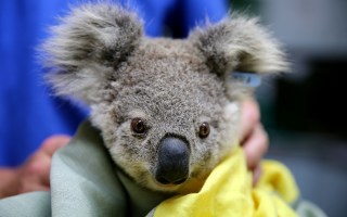 koalas extinct nsw