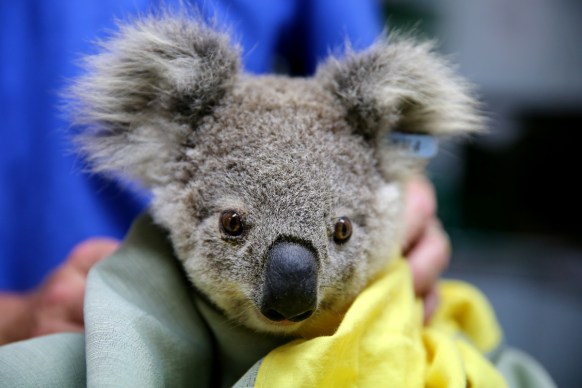 koalas extinct nsw