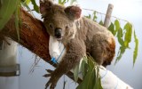 koalas extinct nsw