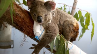 koalas extinct nsw