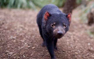 best of tasmania