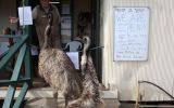 emus queensland