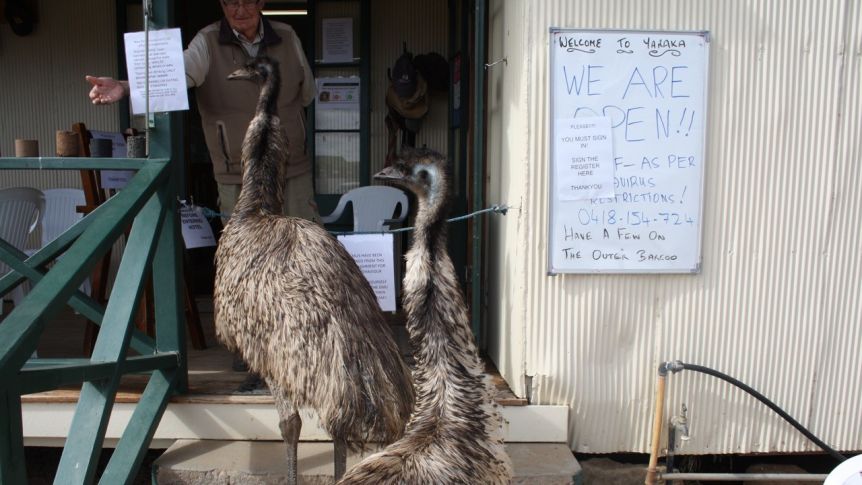 emus queensland