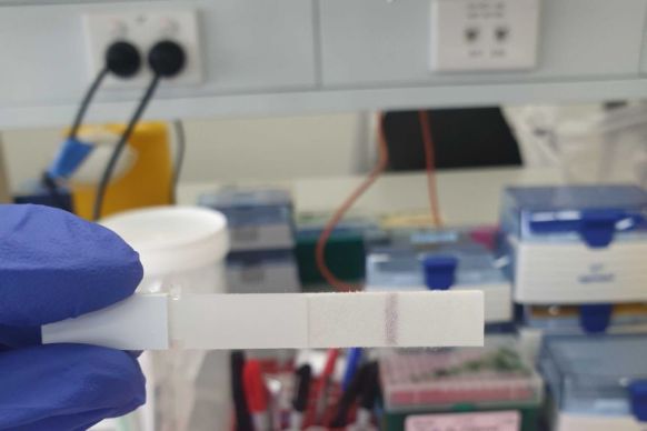 queensland rapid testing covid