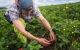 A worker picks strawberries on a farm