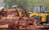 china timber australia