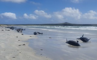 dolphin stranding chathams
