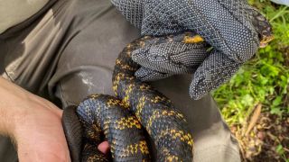 tiger snakes perth