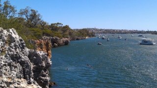 shark attack swan river