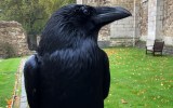 tower london missing raven