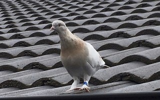 pigeon melbourne oregon