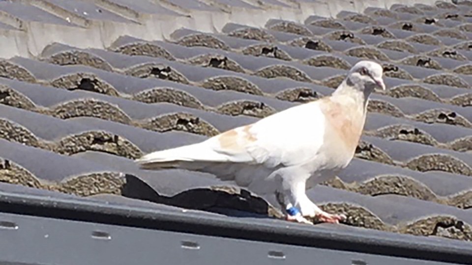 joe pigeon united states