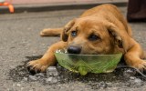 Dog Cools Head in Bucket of ice