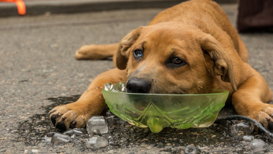 Dog Cools Head in Bucket of ice