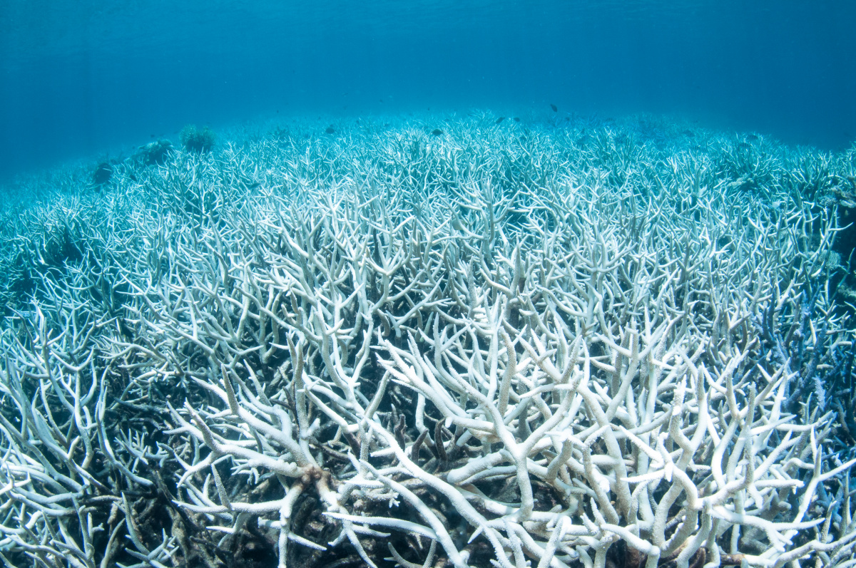 Coral bleaching