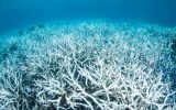 Coral bleaching